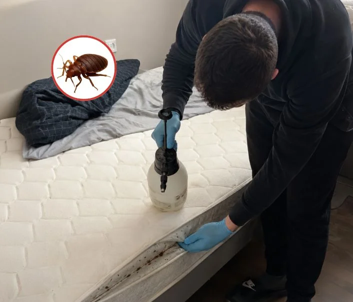 Technicien traitant un matelas contre les punaises de lit à Solers